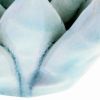 Contemporary Style Ceramic Frame Succulent Sculpture, Blue